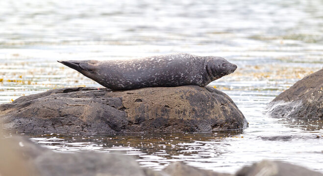 Adult seal in Iceland, relaxing on a rock