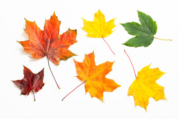 maple leaves of different colors isolated on white background