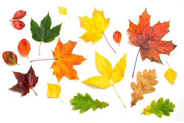 maple leaves of different colors isolated on white background, collection of autumn leaves
