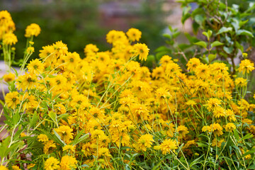 beautiful picture with flowers in a mountain garden