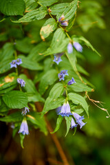 beautiful picture with flowers in a mountain garden