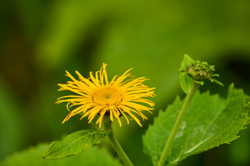 beautiful picture with flowers in a mountain garden