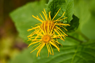 beautiful picture with flowers in a mountain garden