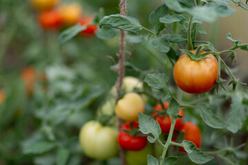 Red and green tomato plants in greenhouse. Organic farming, young tomato plants growth in greenhouse