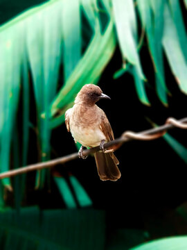 Photo d'un Bubul des jardins perch&eacute; sur un c&acirc;ble