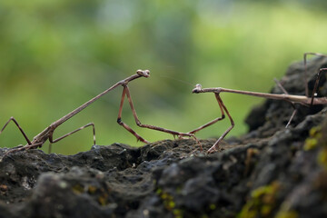 Wood Mantis in Nature Place