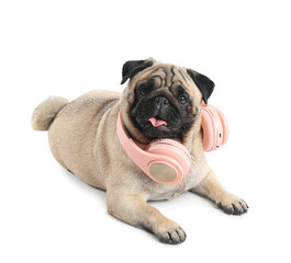 Funny pug dog with headphones on white background