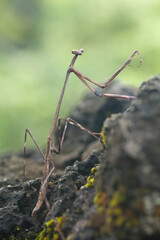 Wood Mantis in Nature Place