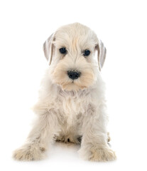 Obraz premium puppy miniature schnauzer in studio