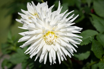 Weiße Blume/Blüte
