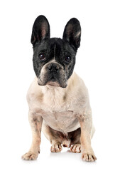 french bulldog in studio