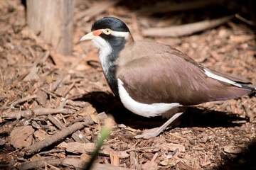 the banded lapwing has a black face yellow eyes and a red wattle