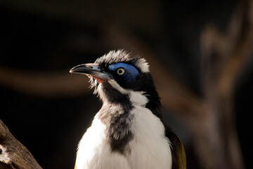 this is a close up of a blue faced honeyeater