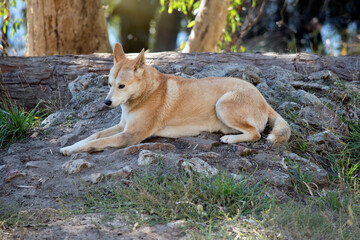 the golden dingo is resting on rocky ground