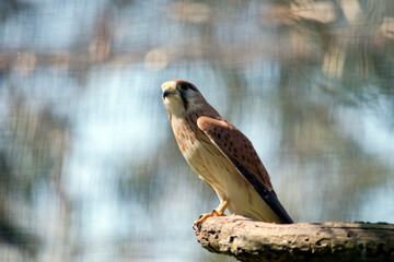 the nankeen kestrel is perched on a branch