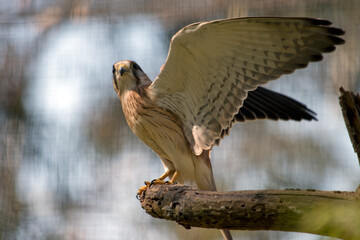 the australian nankeen kestrel is about to take off