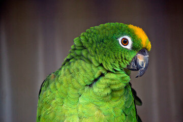 the  yellow-crowned parrot is a species of parrot native to tropical South America,