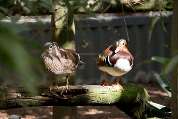 the male and female peking ducks are perched on a long