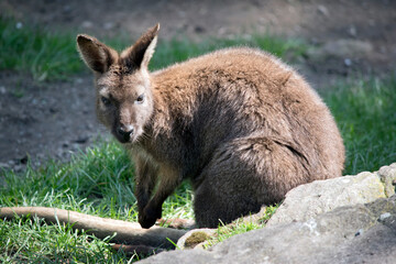 the red necked wallaby has a rufous neck