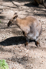 the red necked wallaby has  rufous on its neckneck