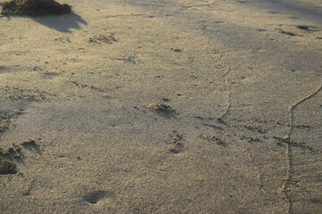 Crab camouflage hiding in the sand of the beach