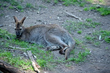 the red necked wallaby is resting