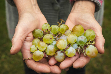 An elderly woman's hands hold organic grapes