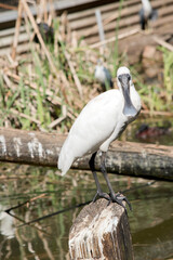 the royal spoonbill is perched on a log