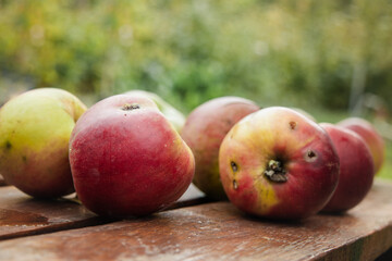 Salty, healthy, ecological, autumn apples on a small table in the garden