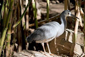 the white face heron is in the shade