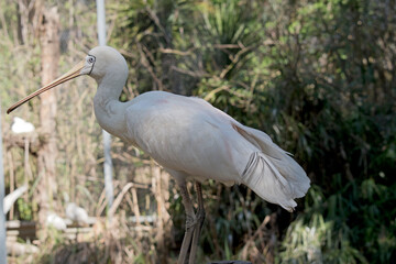 this is a side view of a yellow spoonbill
