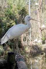 the yellow spoonbill is a large white seabird with a beaked shaped as a spoon