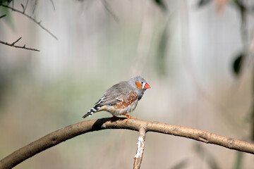 the male zebra finch has an orange cheek