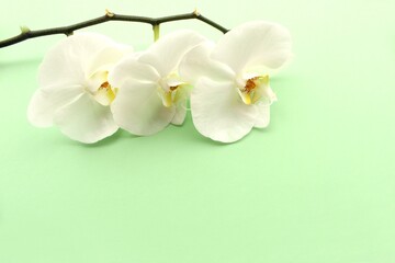 White orchid flower on green color background, bouquet of beautiful blossom
