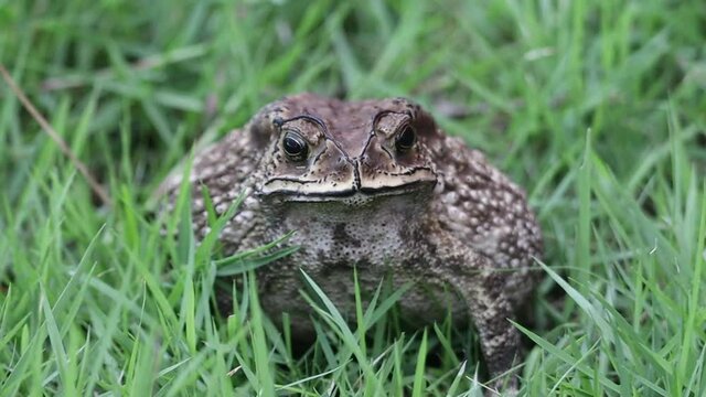 thai toad inflated and jump ,HD 50 fps