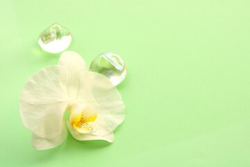 white orchid flower on green background, fresh floral view