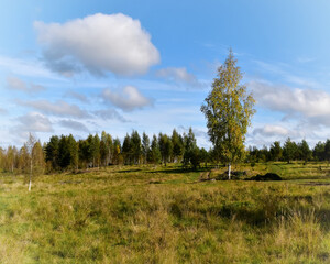 Obraz premium forest in autumn