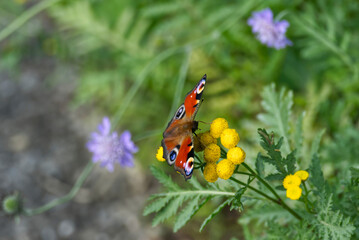 European peacock butterfly (Aglais io) sitting on yellow flower in Zurich, Switzerland