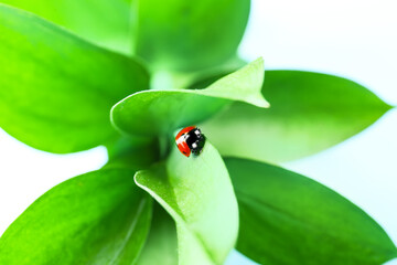 Plant branch with cute ladybug on color background