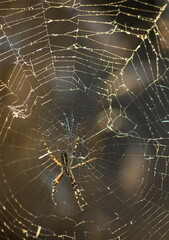 Background of the threads of a spider web with dew drops. Web macro. Abstract natural background in the sunlight with the blur