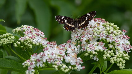 White flowers and the butterfly sitting against greens