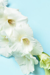 Beautiful gladiolus flowers on color background, closeup