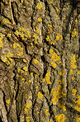 Tree bark texture with yellow lichen