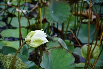 Beautiful blooming lotus flower in the pond    
Beautiful blooming lotus flower in the pond, Pink Lotus, lake if lotus
