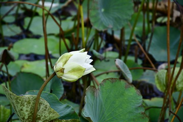 Beautiful blooming lotus flower in the pond    
Beautiful blooming lotus flower in the pond, Pink Lotus, lake if lotus
