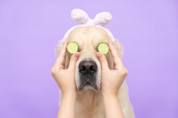 Cute golden retriever sitting relaxed after spa treatments on a purple background with cucumbers on...