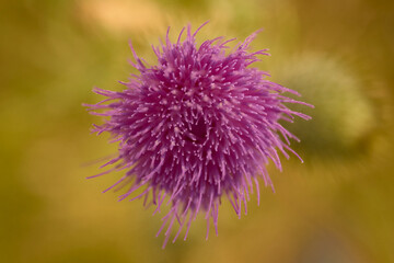 Cardoon, Artichoke Thistle. Cynara Cardunculus. Asteraceae The flower bud of wild Cardoon cenitlal shoot