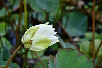 Beautiful blooming lotus flower in the pond    
Beautiful blooming lotus flower in the pond, Pink Lotus, lake if lotus
