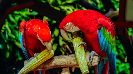 two red macaw birds, cuckatoo, parrot, eat corn. © agung n. wibowo