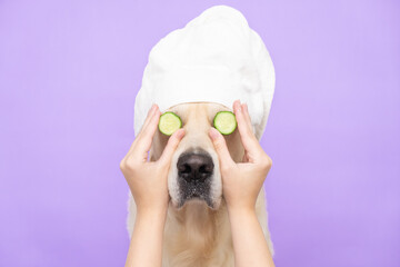 Cute golden retriever sitting relaxed after spa treatments on a purple background with cucumbers on...
